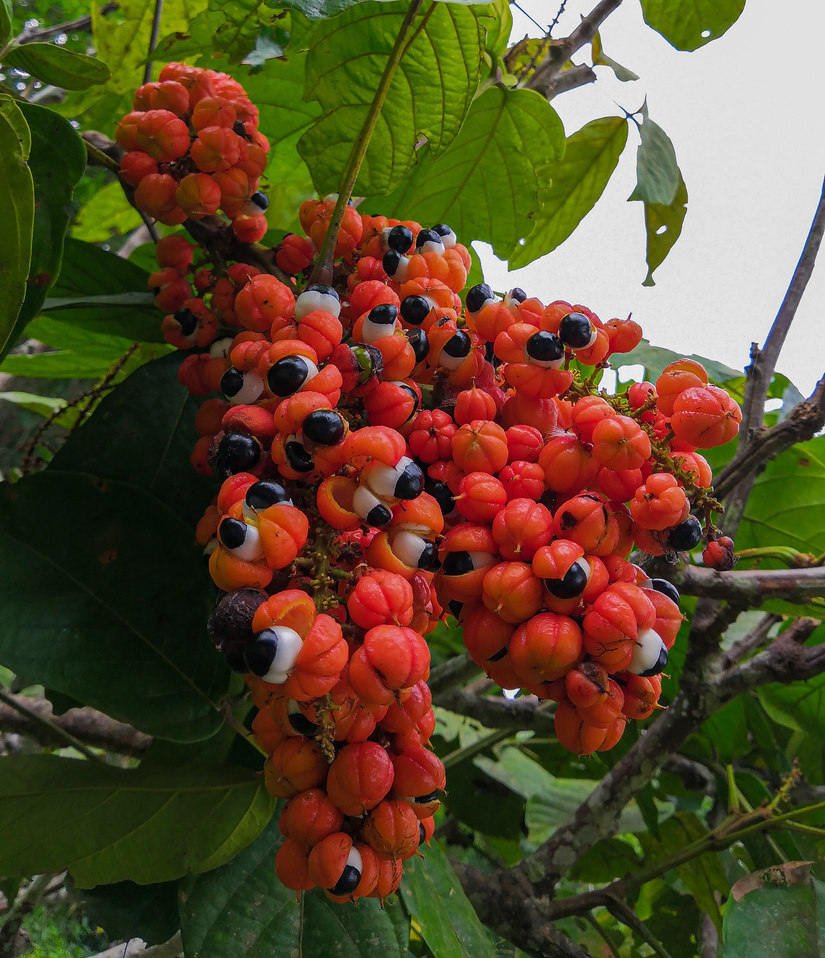 Fruit of the amazonian aphrodisiac plant, the guarana.nA fruit that seems to have eyes to observe everyone.Photo taken in the city of Maués.